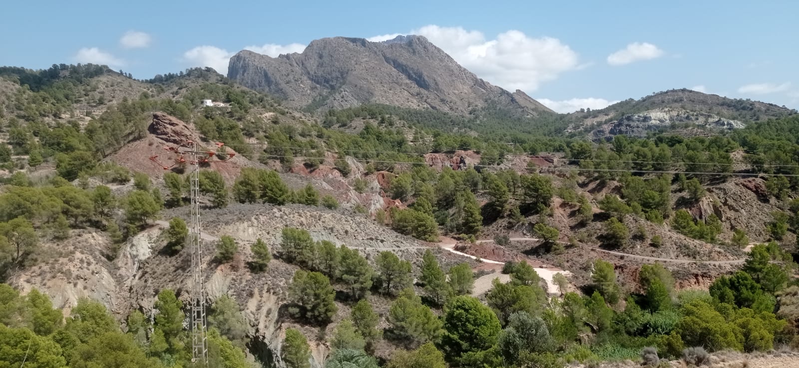 Jacintos de compostela en la carretera de Orxeta-Finestrat