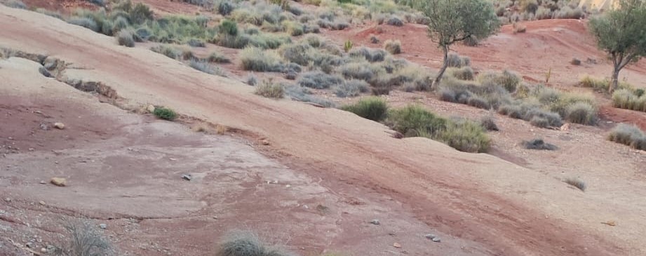 Argonitos en Loma Badá, Petrer